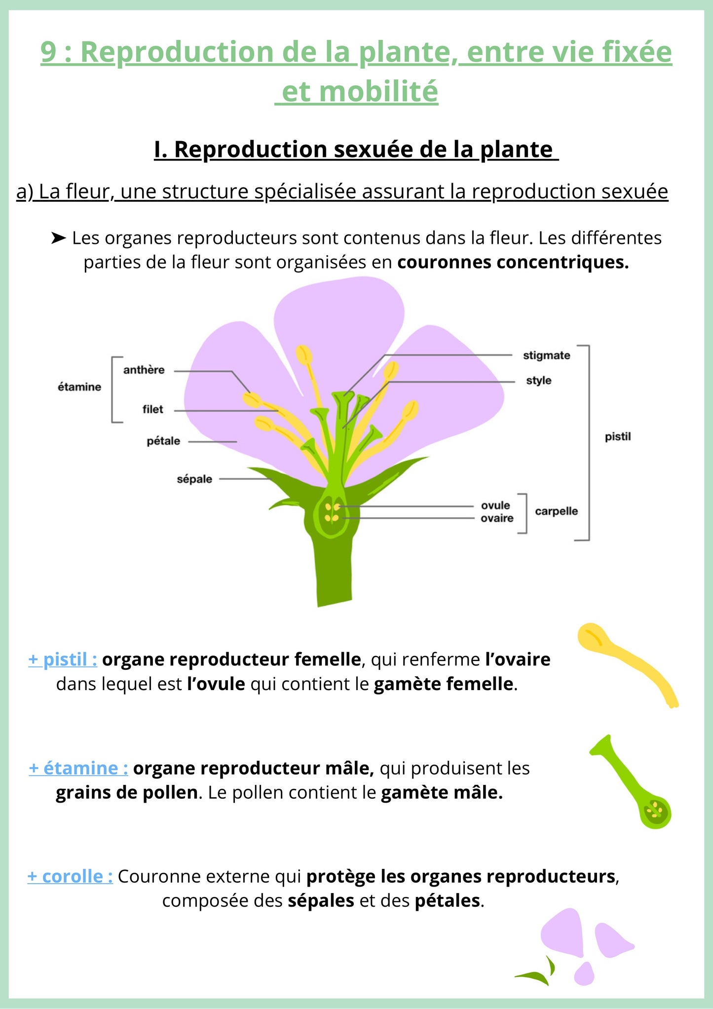 Fiche de révision de SVT Terminale sur la reproduction sexuée de la plante à fleur. Elle présente la structure de la fleur et les organes reproducteurs mâle et femelle. Un schéma détaille étamines, ovaire, corolle et calice. La fiche explique les gamètes et la pollinisation. Support pour réussir les sujets de bac SVT sur la reproduction.