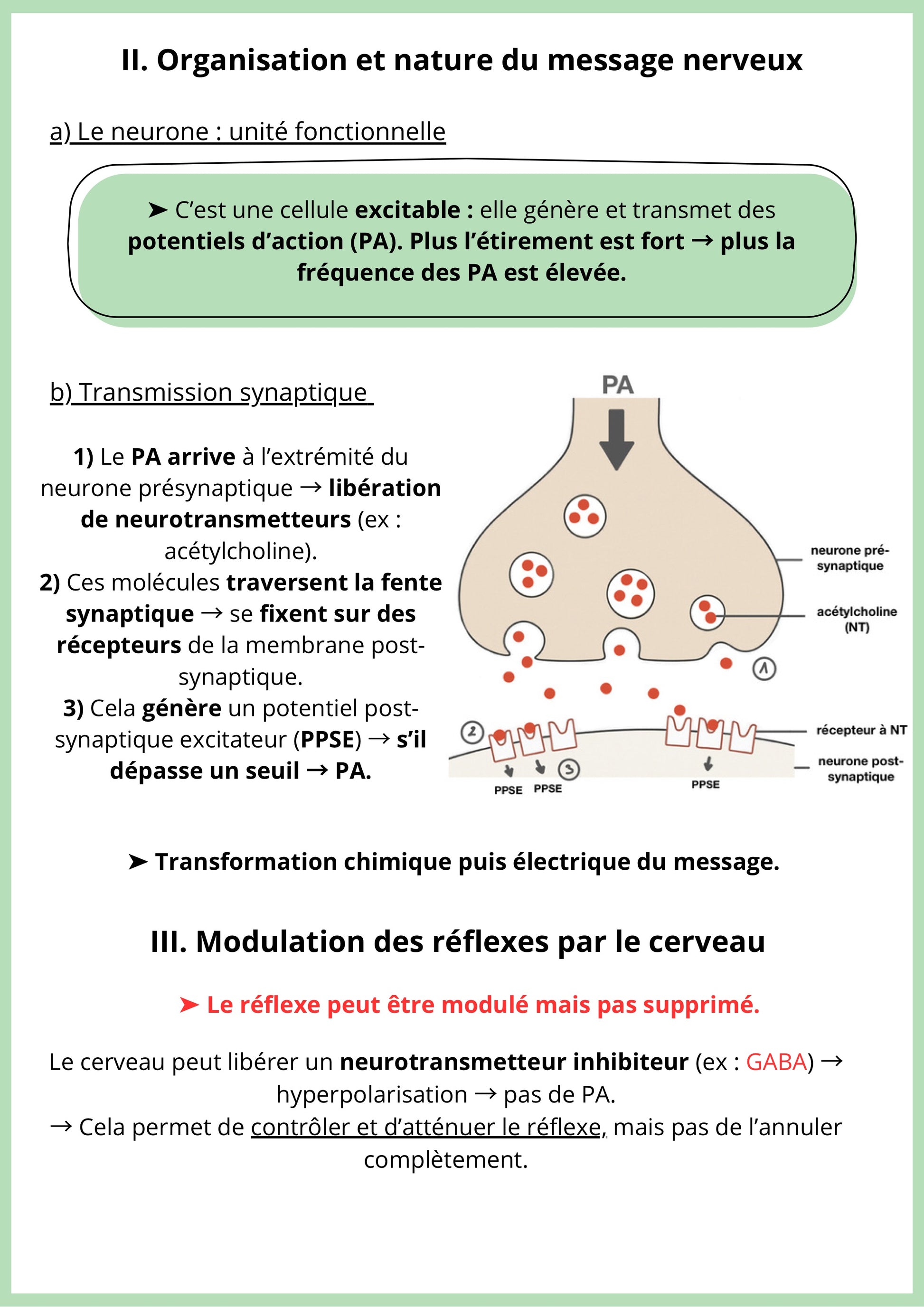 Fiche de révision de SVT Terminale sur l'organisation et la nature du message nerveux. Elle présente la synapse comme unité fonctionnelle et la transmission synaptique. Un schéma illustre la libération d'acétylcholine et le potentiel postsynaptique. La fiche explique la modulation cérébrale des réflexes. Support pour réussir les sujets de bac SVT sur le système nerveux.