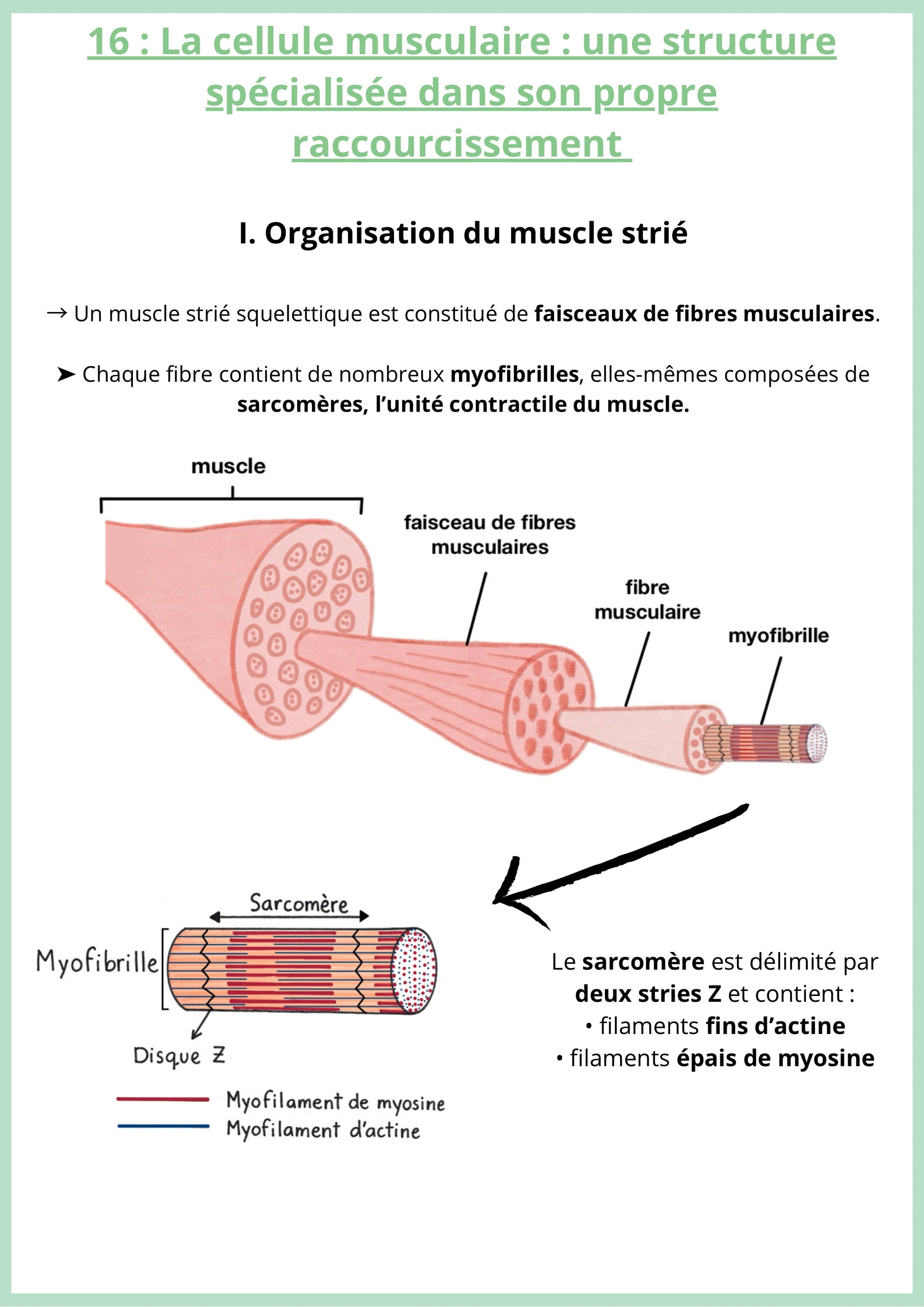 Fiche de révision de SVT Terminale sur la cellule musculaire et le muscle strié. Elle présente l'organisation hiérarchique : fibre → myofibrille → sarcomère. Un schéma illustre les filaments d'actine et de myosine et les disques Z. La fiche explique la structure propice à la contraction. Support pour réussir les sujets de bac SVT sur le système moteur.