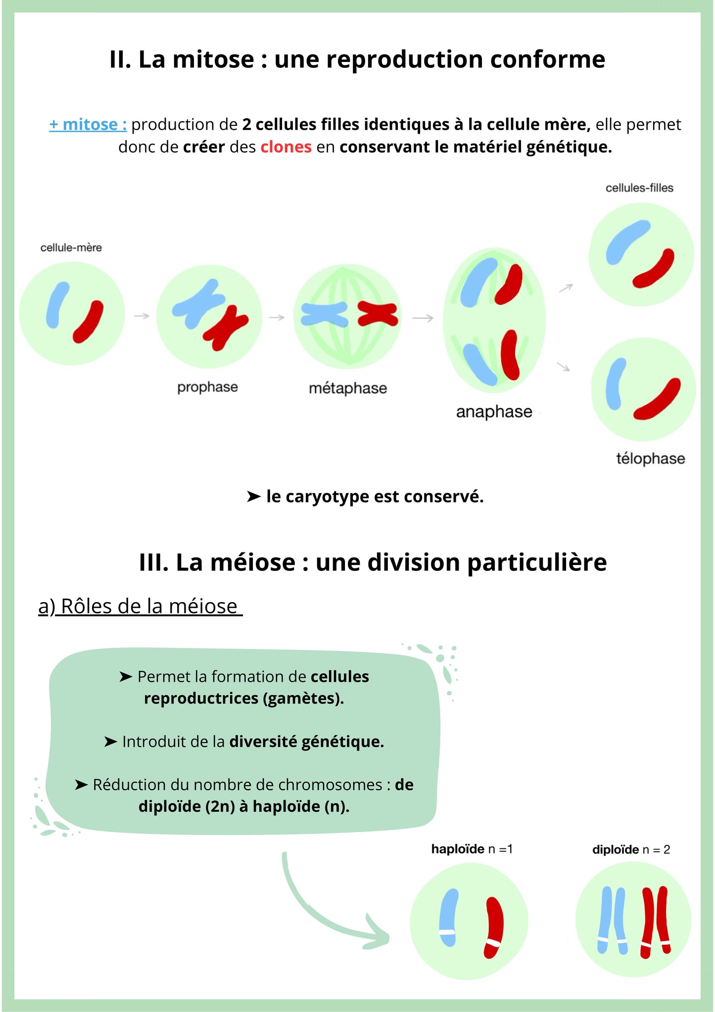 Cette fiche de révision de SVT niveau Première spécialité explique les modes de division cellulaire. Elle présente d’abord la mitose, un processus qui produit deux cellules filles identiques à la cellule mère en conservant le même patrimoine génétique. La fiche aborde ensuite la méiose, une division particulière qui permet la formation des cellules reproductrices et qui réduit de moitié le nombre de chromosomes tout en contribuant à la diversité génétique.