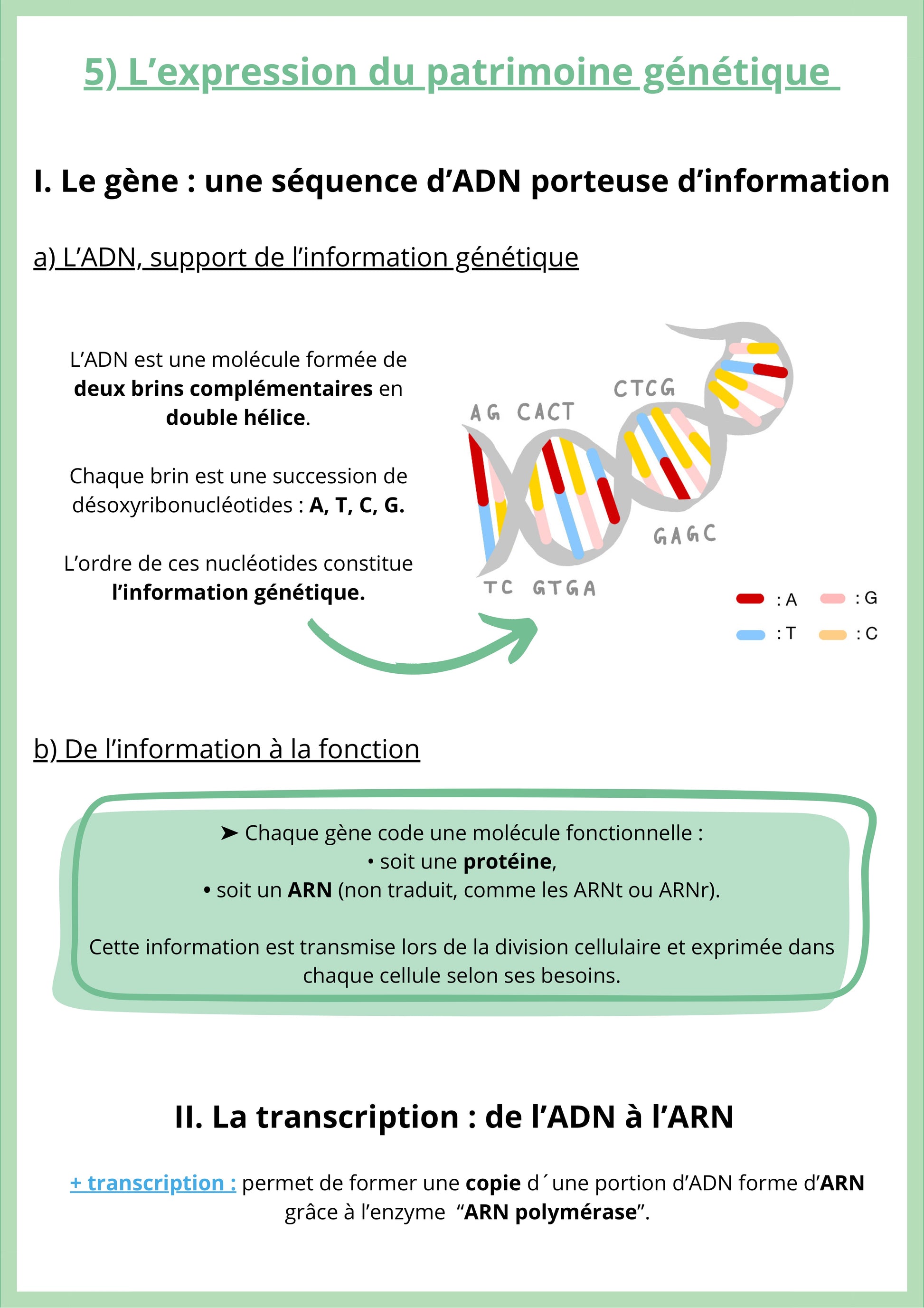 Cette fiche de révision de SVT niveau Première spécialité explique l’expression du patrimoine génétique. Elle présente d’abord le gène comme une séquence d’ADN portant une information génétique, constituée de nucléotides organisés sur deux brins complémentaires. La fiche explique ensuite que l’information génétique permet la production de molécules fonctionnelles, comme des protéines ou des ARN. Enfin, elle introduit la transcription, étape qui permet de copier une portion d’ADN en ARN.