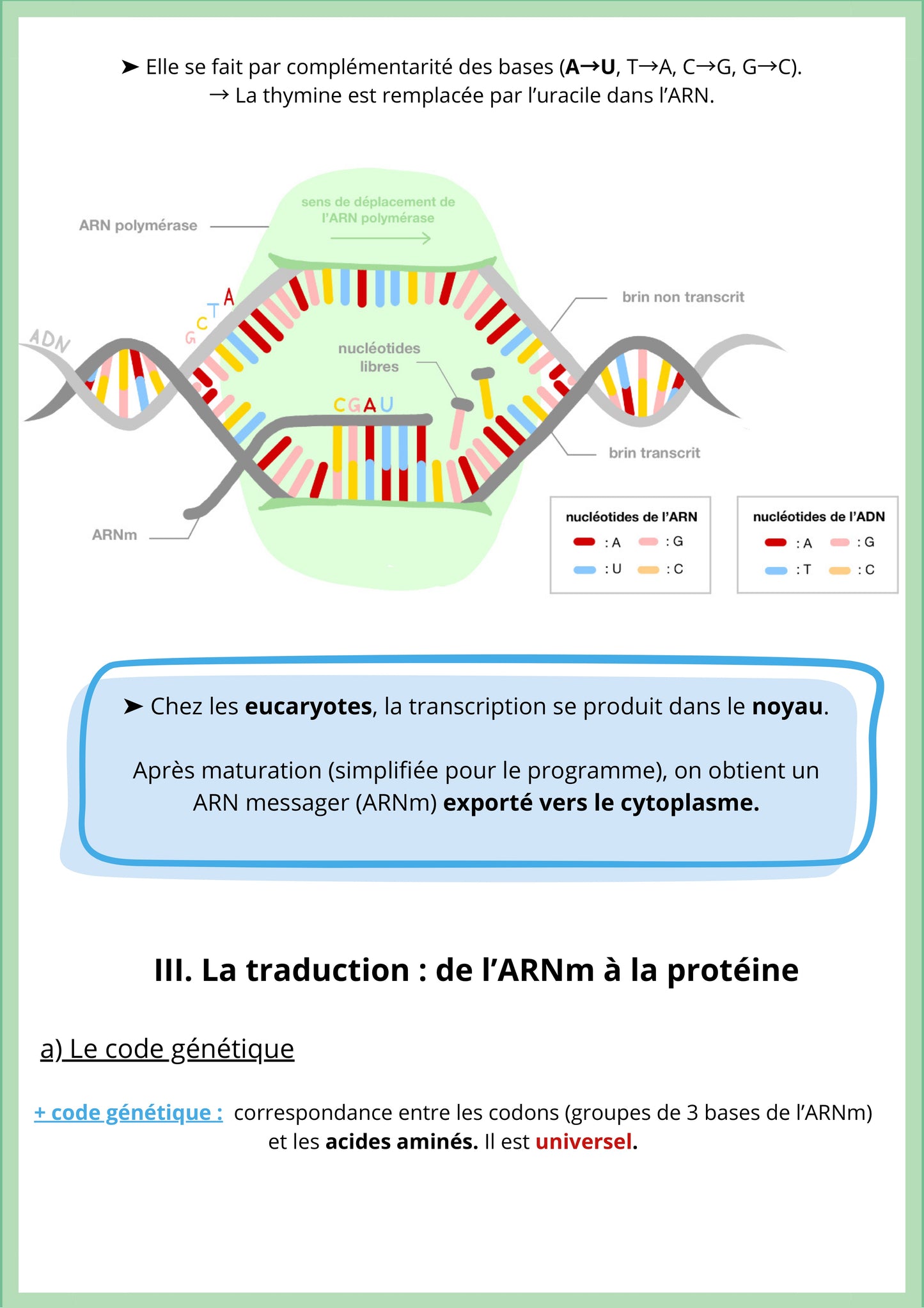 Cette fiche de révision de SVT niveau Première spécialité explique la transcription et la traduction de l’information génétique. Elle montre comment une portion d’ADN est copiée en ARN messager dans le noyau, grâce à l’ARN polymérase. L’ARNm est ensuite exporté vers le cytoplasme où se déroule la traduction, processus qui permet de fabriquer une protéine à partir du code génétique.