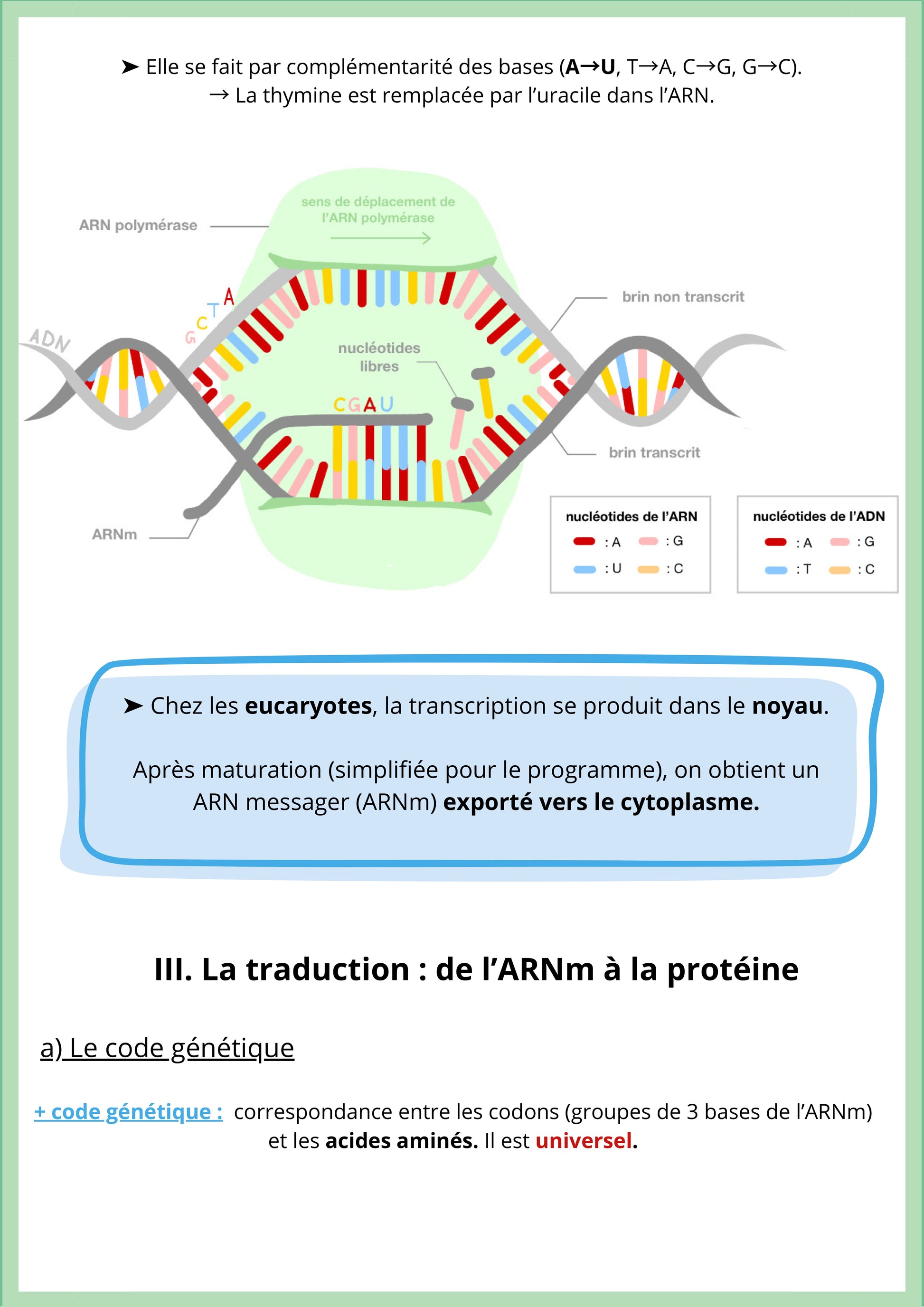 Cette fiche de révision de SVT niveau Première spécialité explique la transcription et la traduction de l’information génétique. Elle montre comment une portion d’ADN est copiée en ARN messager dans le noyau, grâce à l’ARN polymérase. L’ARNm est ensuite exporté vers le cytoplasme où se déroule la traduction, processus qui permet de fabriquer une protéine à partir du code génétique.