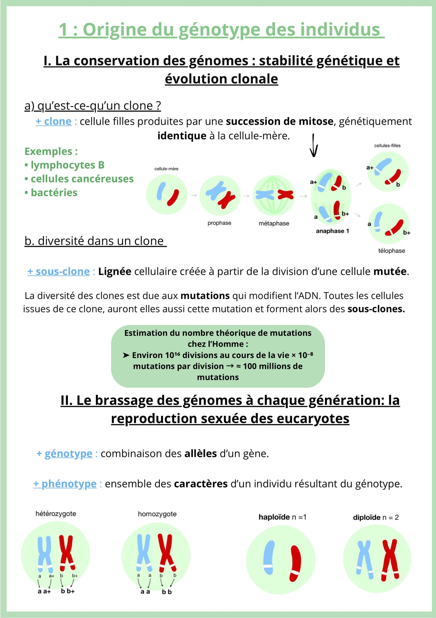 Fiche de révision de SVT Terminale sur l'origine du génotype et la conservation du génome. Elle présente la stabilité génétique par la division clonale et les mutations. Un schéma illustre la diversité clonale et la méiose. La fiche explique le brassage génétique lors de la méiose. Support pour réussir les sujets de bac SVT sur la génétique.