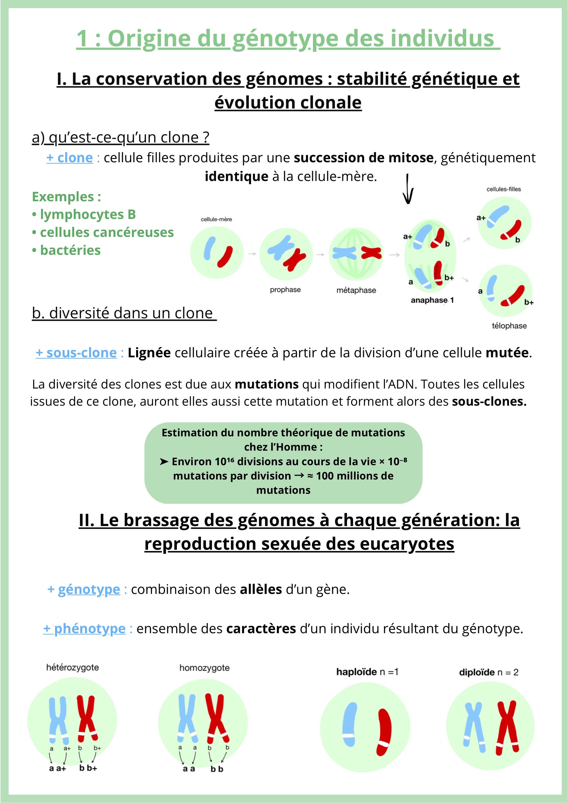 Fiche de révision de SVT Terminale sur l'origine du génotype et la conservation du génome. Elle présente la stabilité génétique par la division clonale et les mutations. Un schéma illustre la diversité clonale et la méiose. La fiche explique le brassage génétique lors de la méiose. Support pour réussir les sujets de bac SVT sur la génétique.