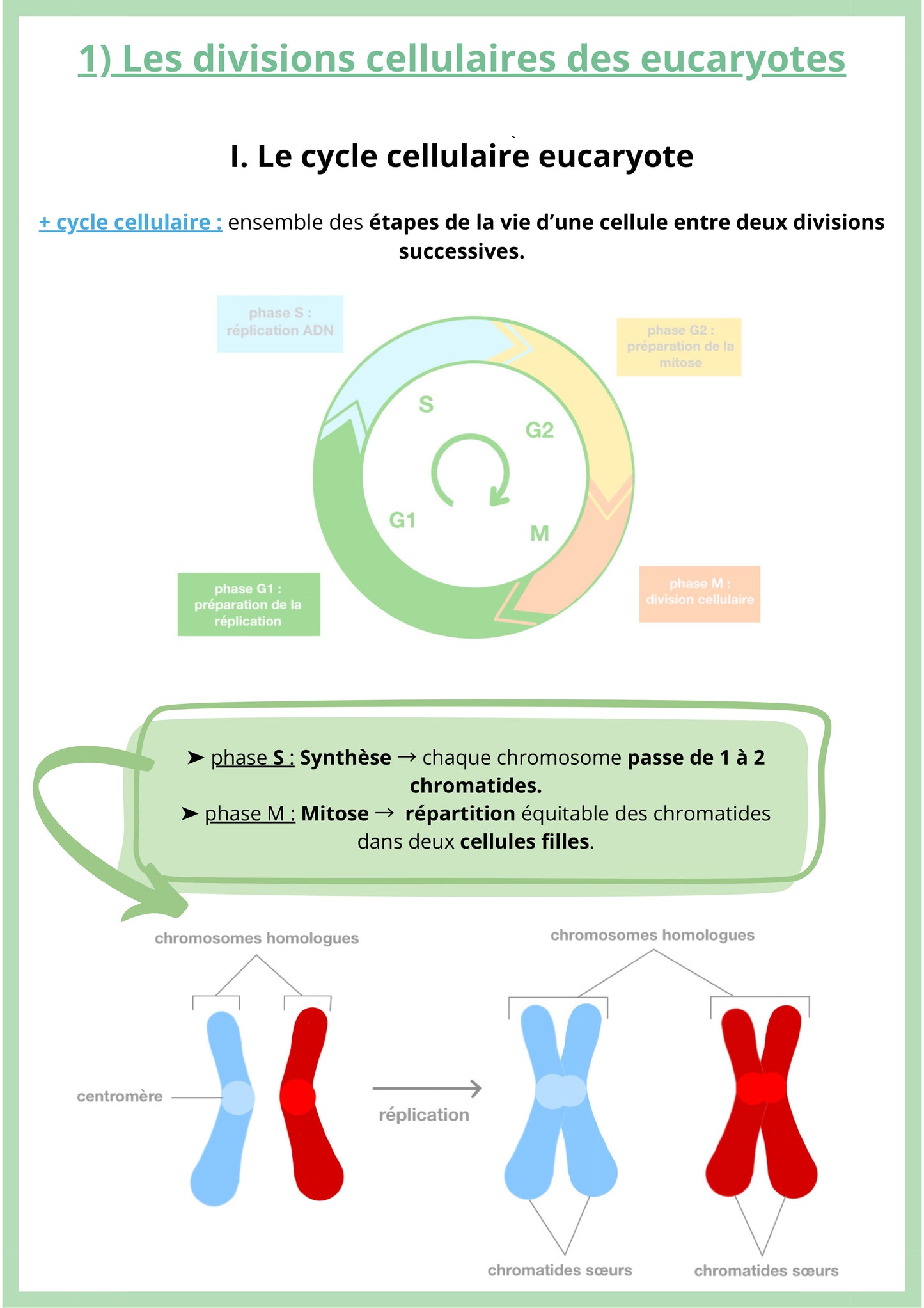 Cette fiche de révision de SVT niveau Première spécialité présente le cycle cellulaire des cellules eucaryotes. Elle explique les différentes phases qui composent la vie d’une cellule entre deux divisions, notamment la phase de synthèse de l’ADN et la mitose, durant laquelle les chromosomes sont répartis dans deux cellules filles. La fiche montre aussi comment les chromosomes se répliquent pour former des chromatides avant la division cellulaire.