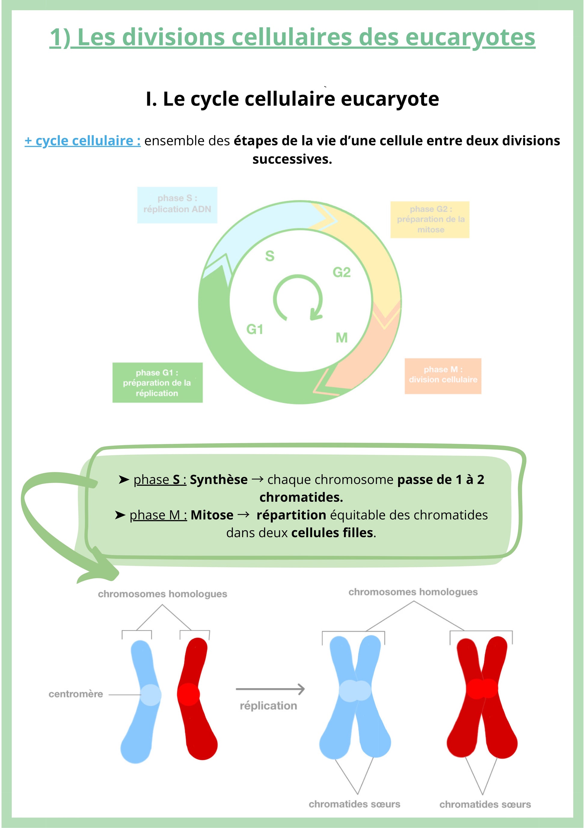 Cette fiche de révision de SVT niveau Première spécialité présente le cycle cellulaire des cellules eucaryotes. Elle explique les différentes phases qui composent la vie d’une cellule entre deux divisions, notamment la phase de synthèse de l’ADN et la mitose, durant laquelle les chromosomes sont répartis dans deux cellules filles. La fiche montre aussi comment les chromosomes se répliquent pour former des chromatides avant la division cellulaire.
